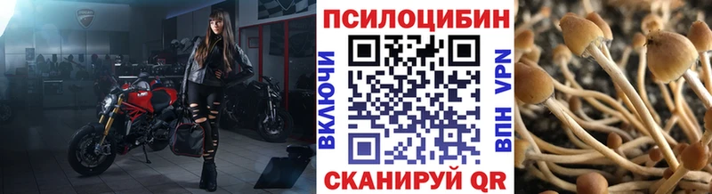Псилоцибиновые грибы Psilocybe  Судогда 